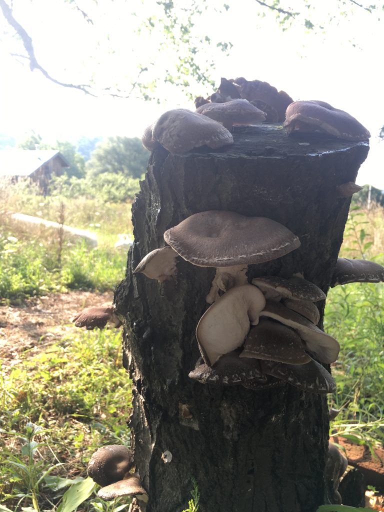 IMG_mushroom harvest